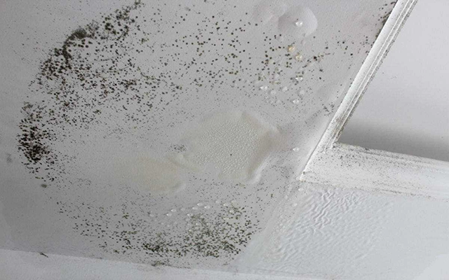 discoloration on gypsum ceiling caused by prolonged mold growth